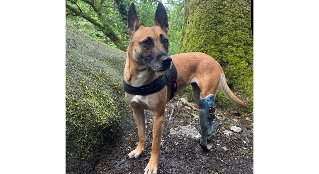 La chienne Texas possède une prothèse