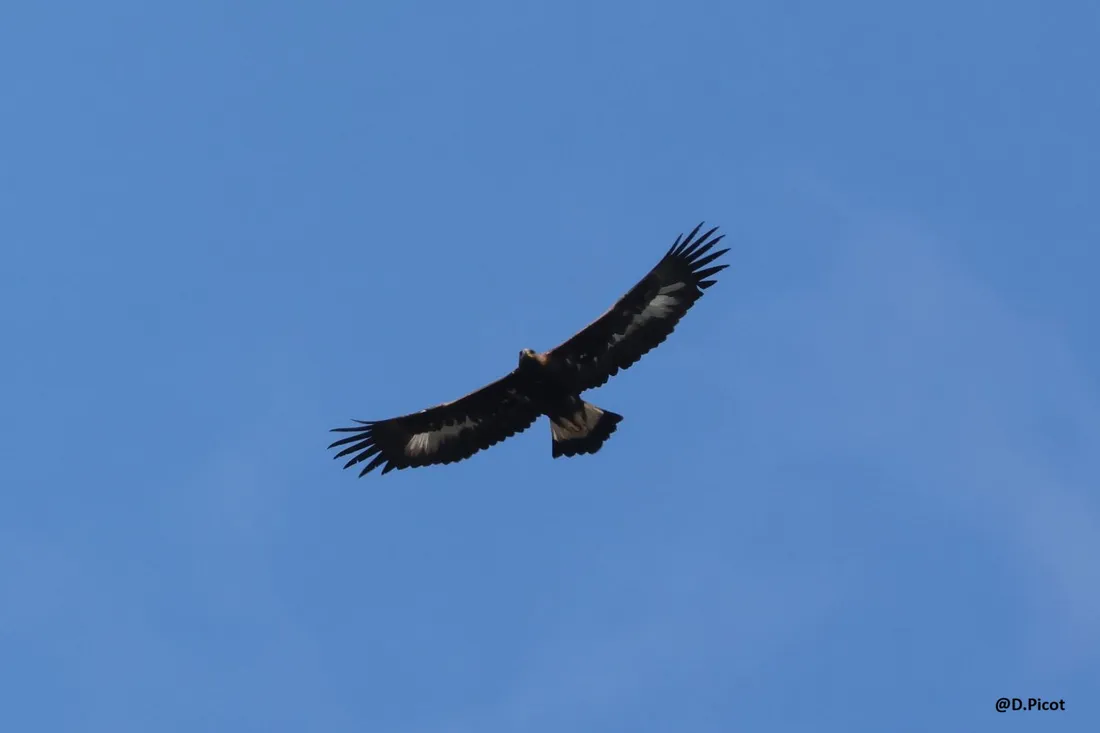 AIgle royal dans l'Aisne