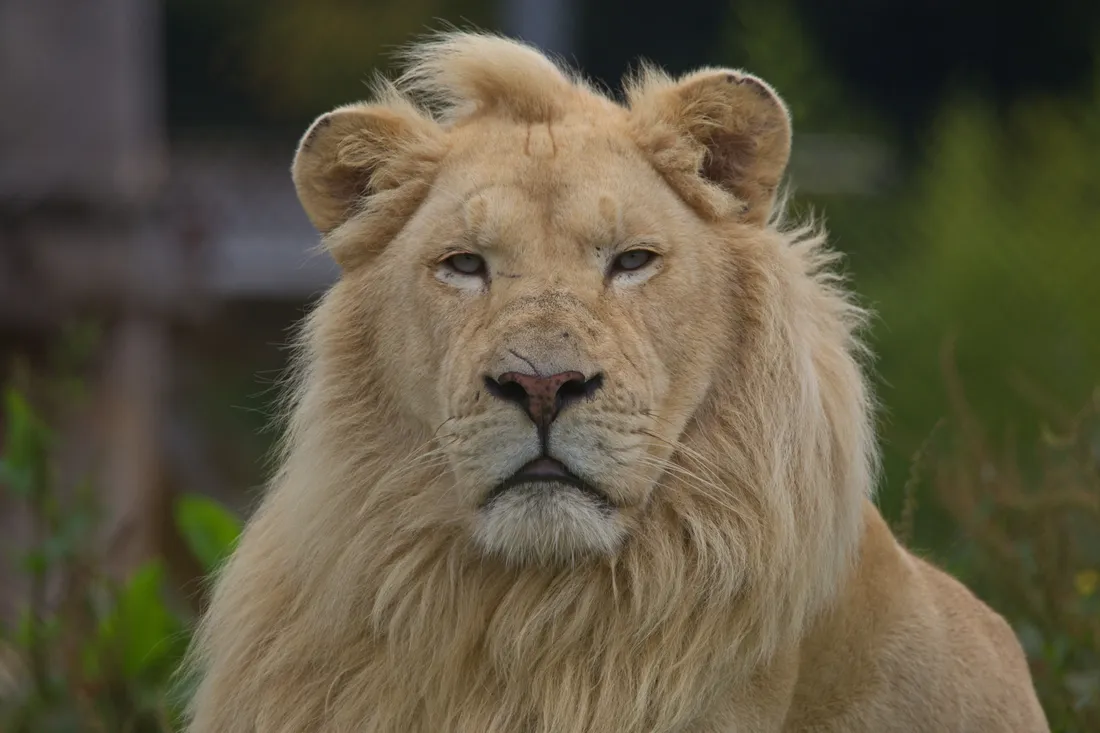 Mike le lion blanc