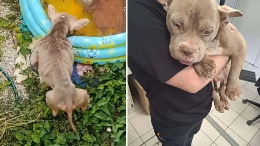 Duchesse, chienne maltraitée à Chilly-Mazarin