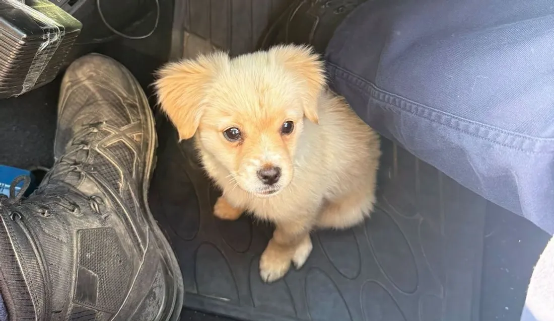 Chiot sauvé par les gendarmes de l'Essonne