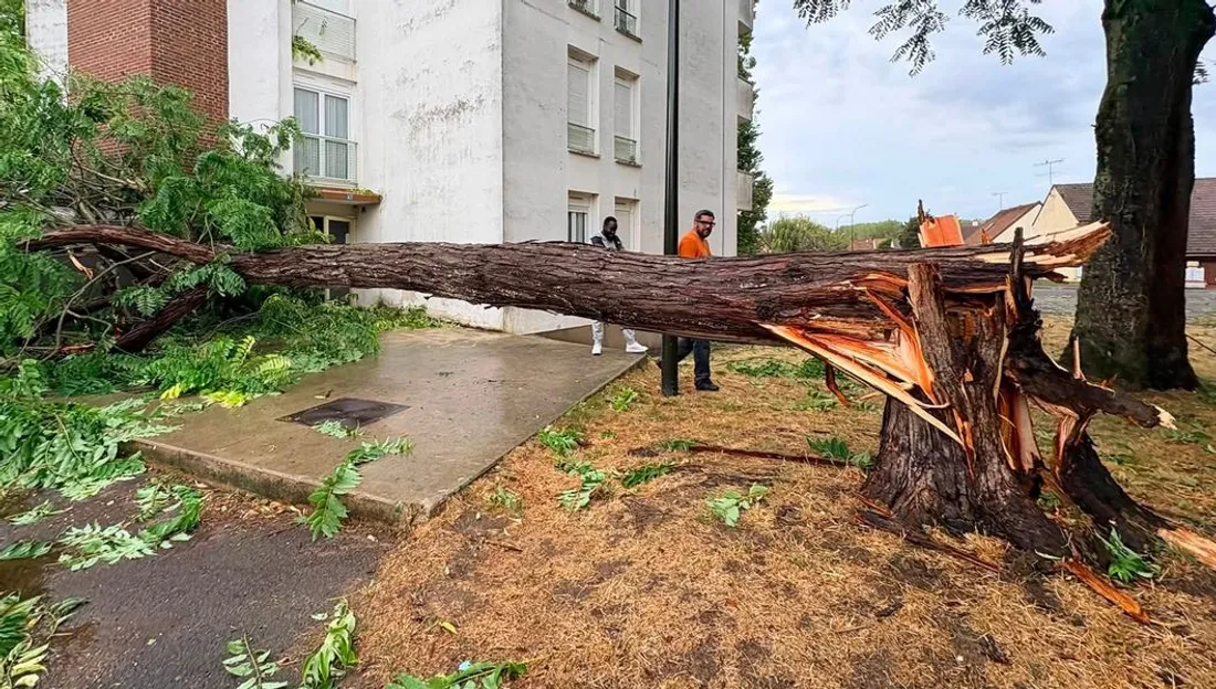 Arbre brisé lors d'un orage