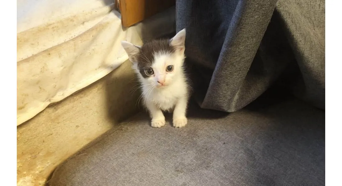 Chaton 