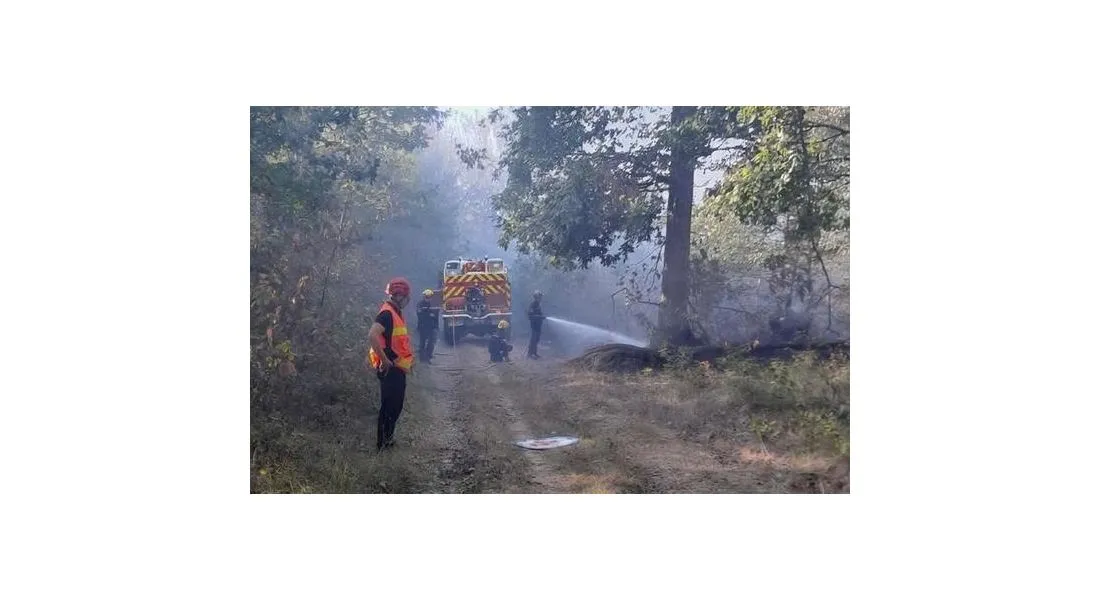 Feu de forêt