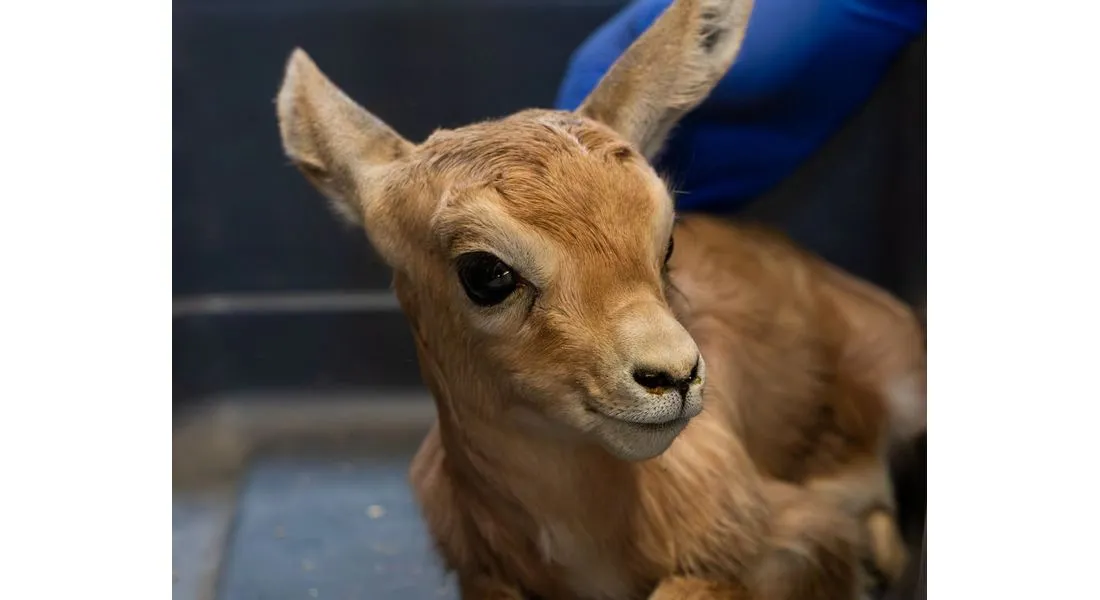 Bébé gazelle dorcas 