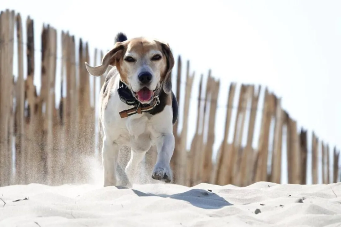 Le chien Homer est recherché
