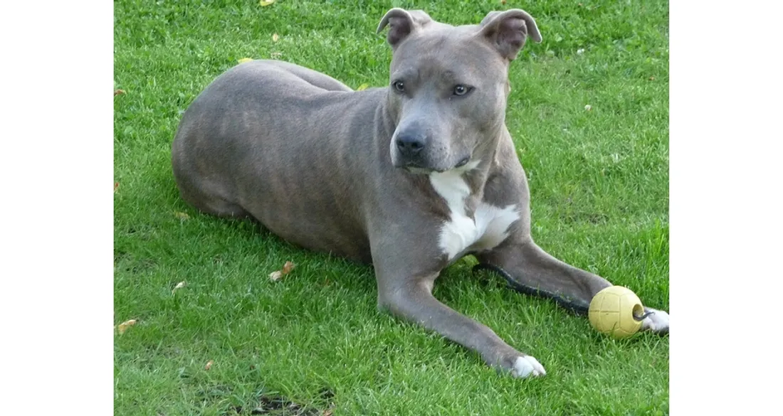 American Staffordshire Terrier