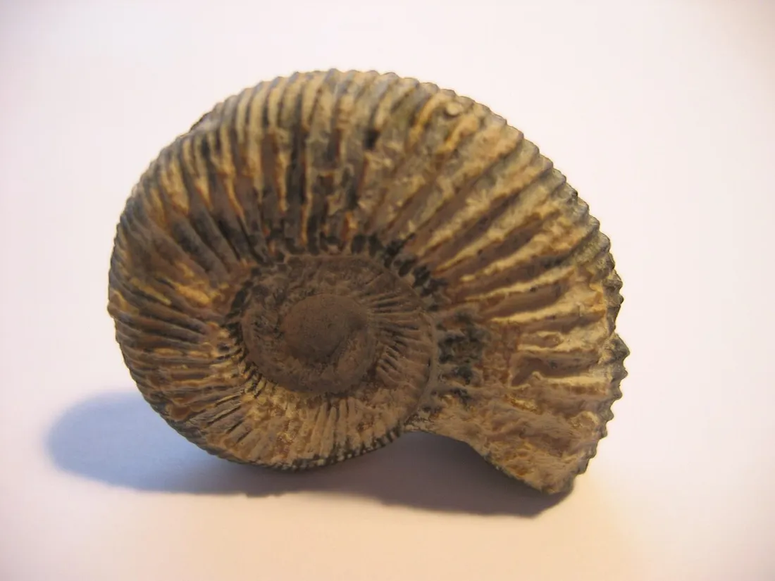 Ammonite fossilisée