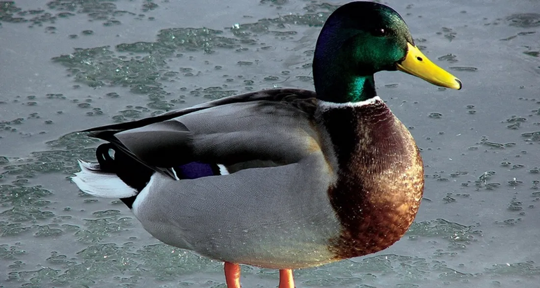 Canard