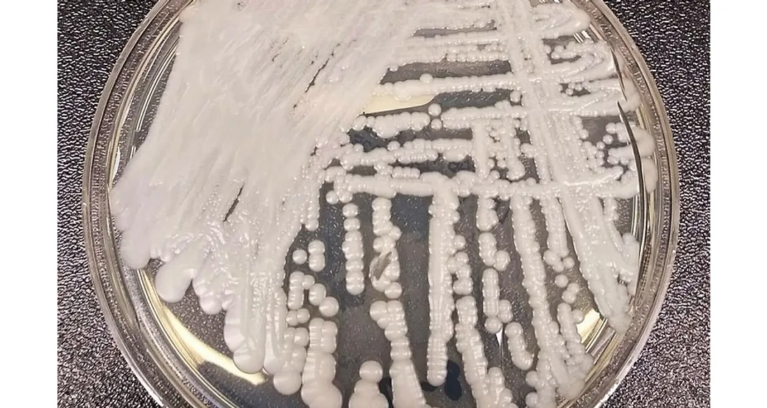 Culture de Candidozyma auris