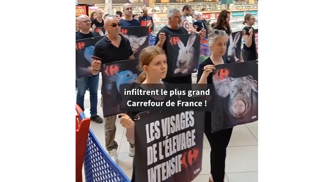 Action de L214 chez Carrefour