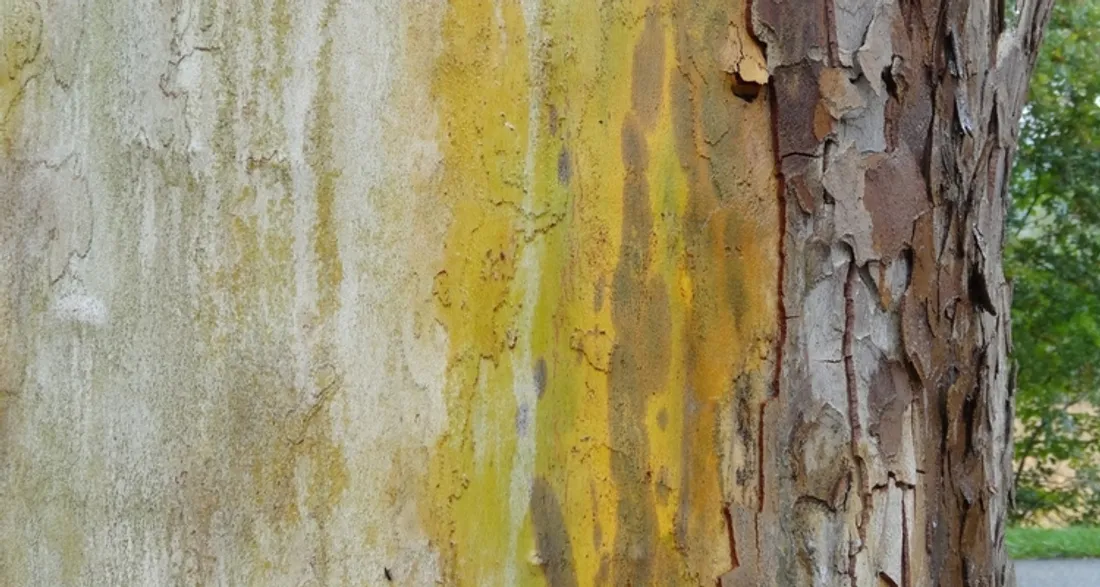 Arbre atteint de chancre coloré