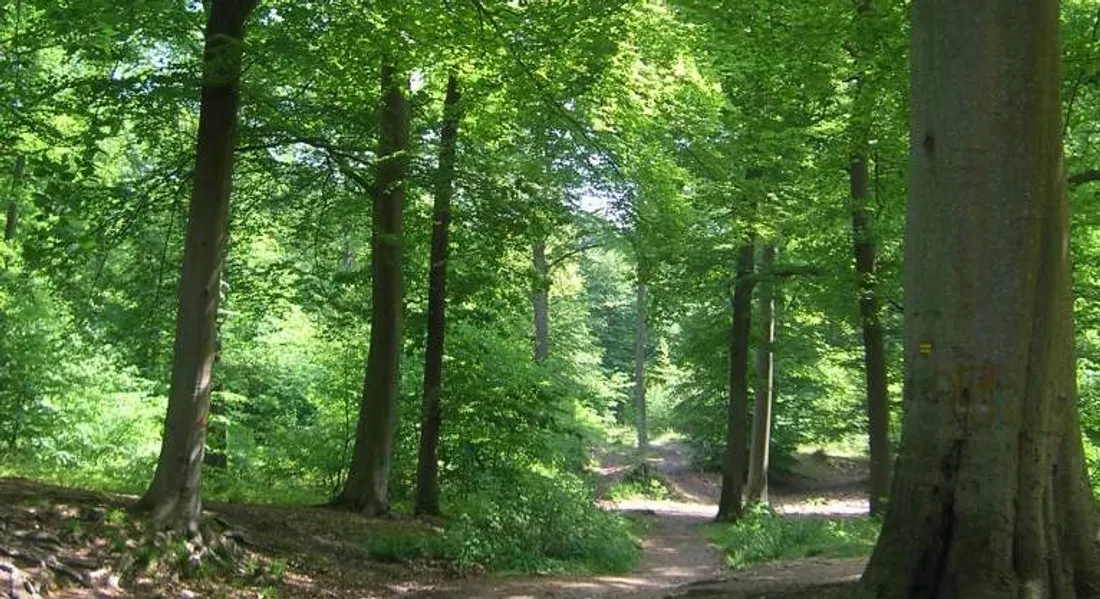 Forêt de Chantilly, dans l'Oise