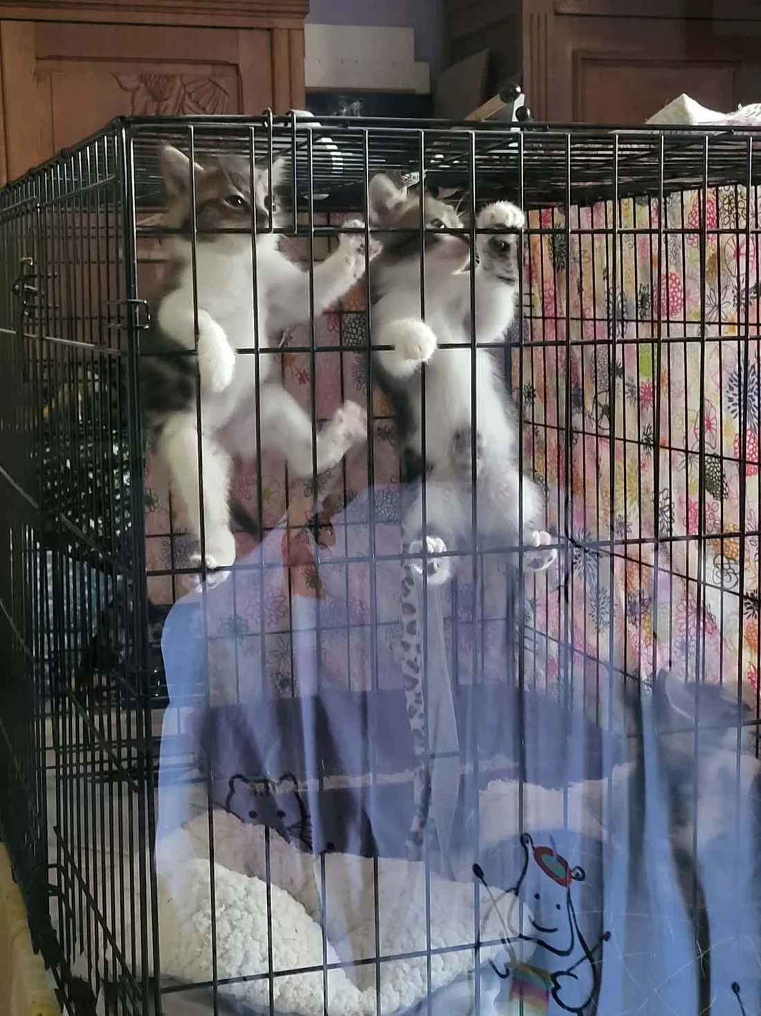 Chatons refuge