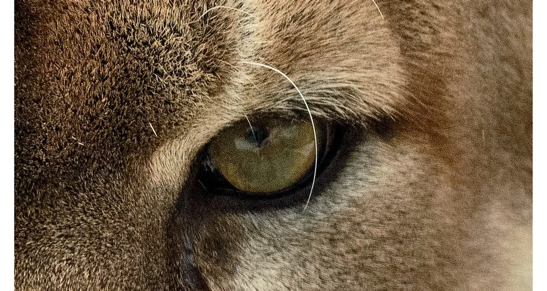 Oeil de fauve
