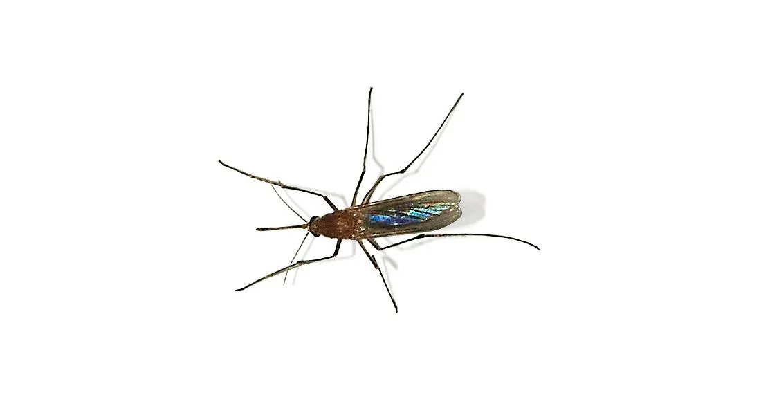 Moustique Culex