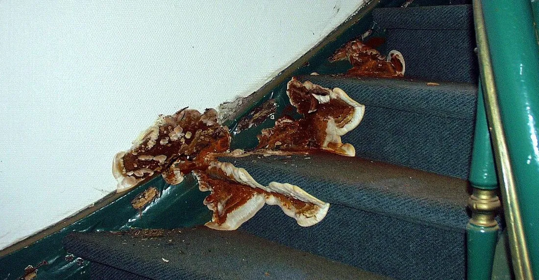 Mérule dans un escalier