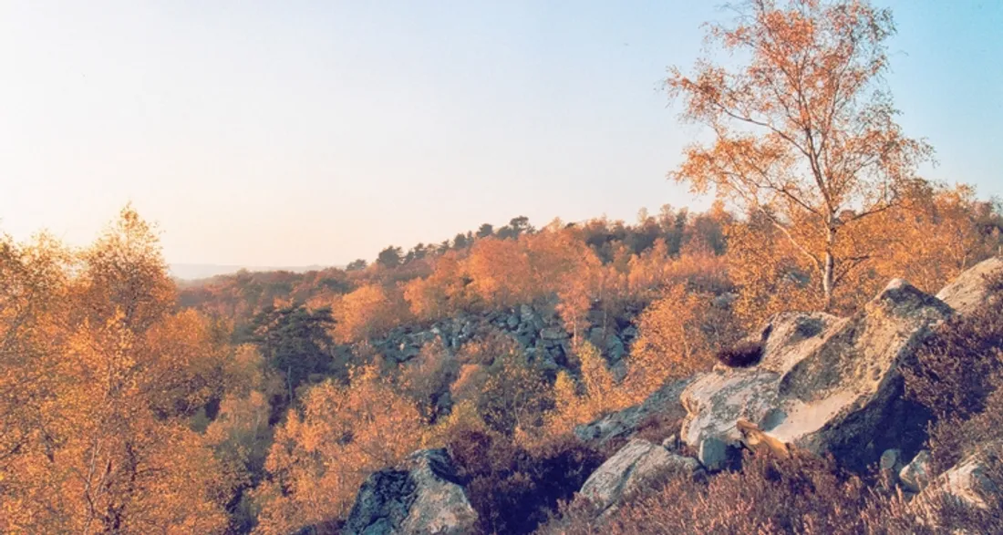 Forêt de Fontainebleau