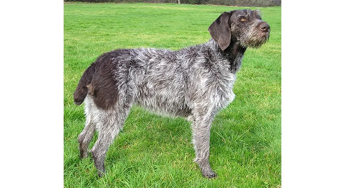 Chien drahthaar 