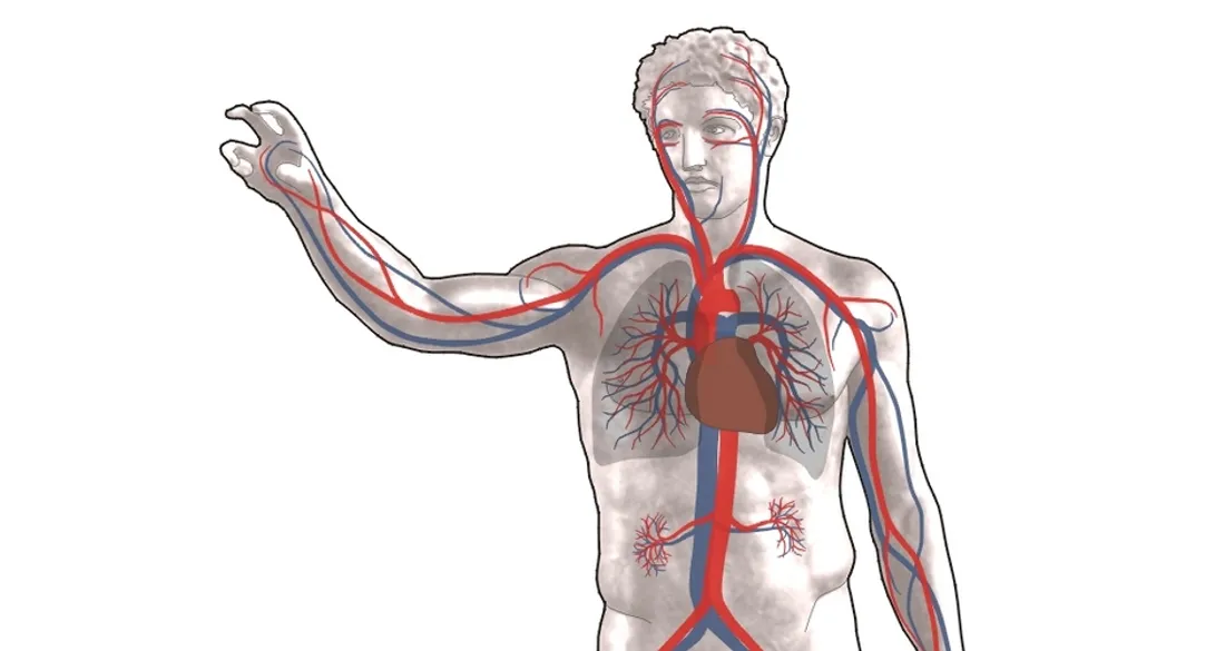 Système circulatoire