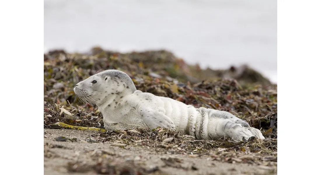 Bébé phoque