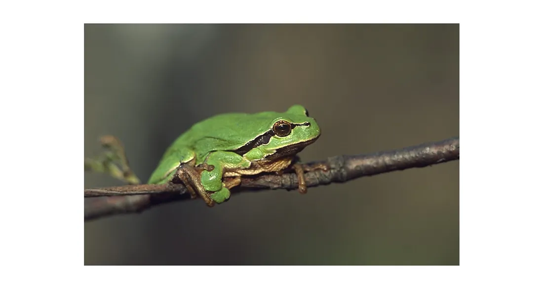 Grenouille rainette