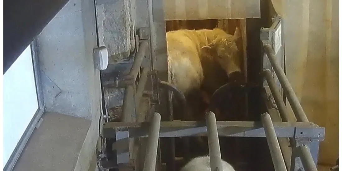 Les animaux ont subi des sévices dans l'abattoir de Meaux