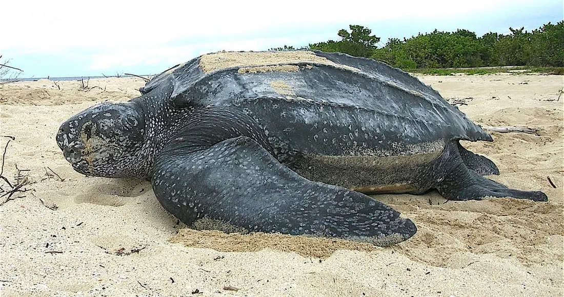 Tortue Luth