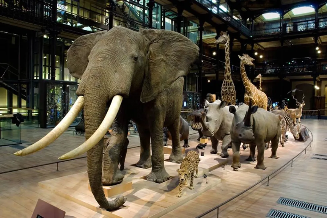 Muséum national d'histoire naturelle