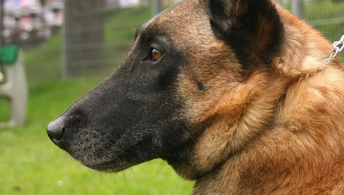 Berger malinois