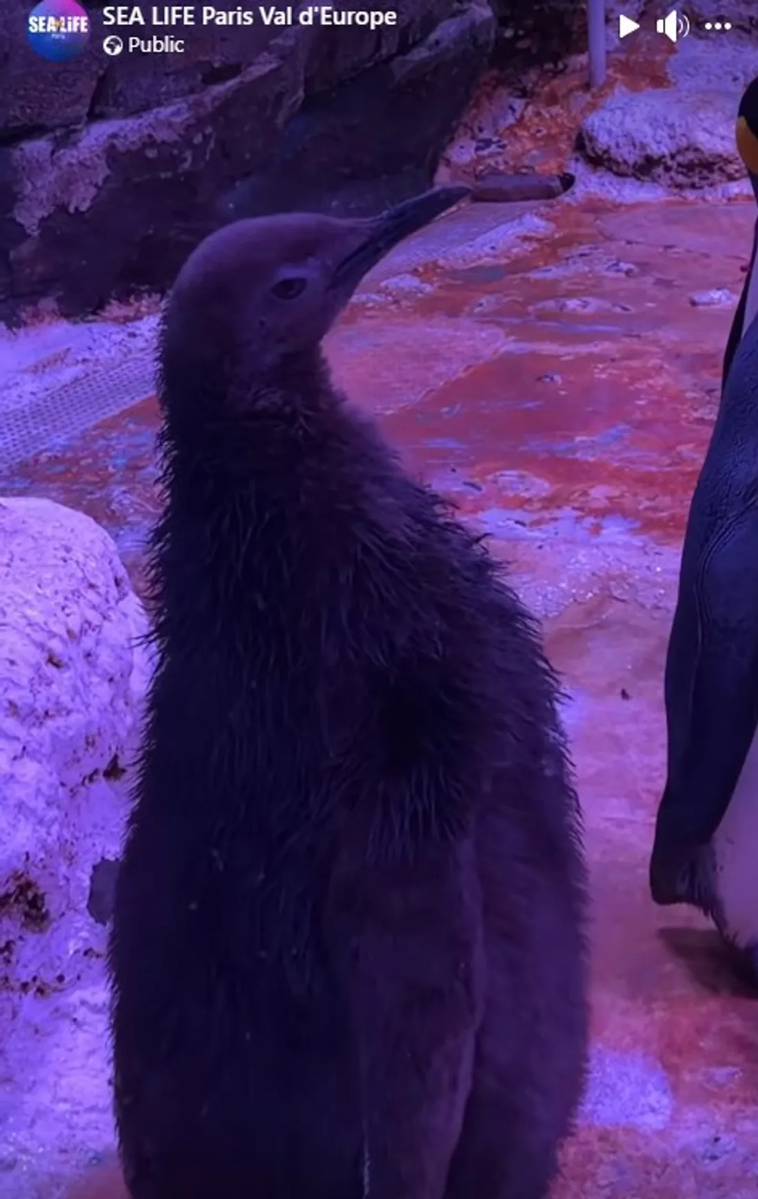 Naissance d'un bébé manchot à l'aquarium Sea Life val d'Europe