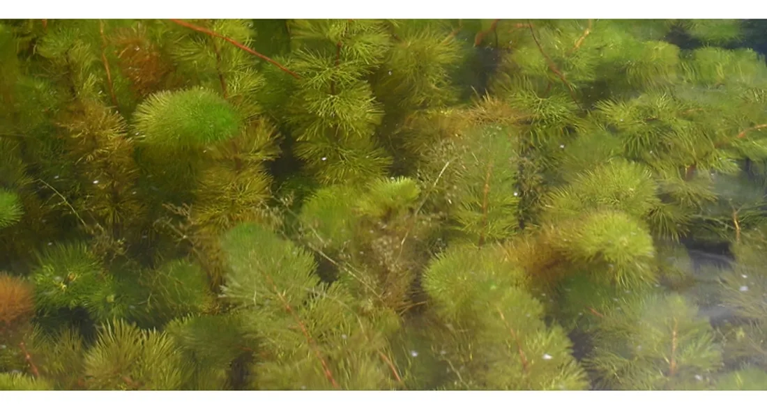 Myriophylle hétérophylle