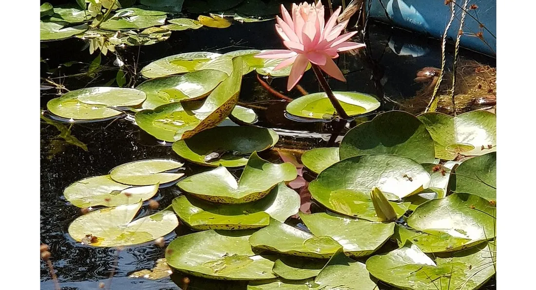 Nénuphars