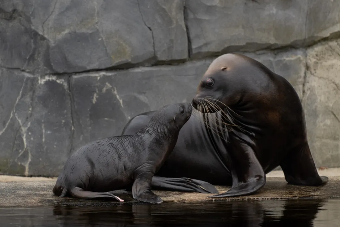 Bébé otarie et sa mère