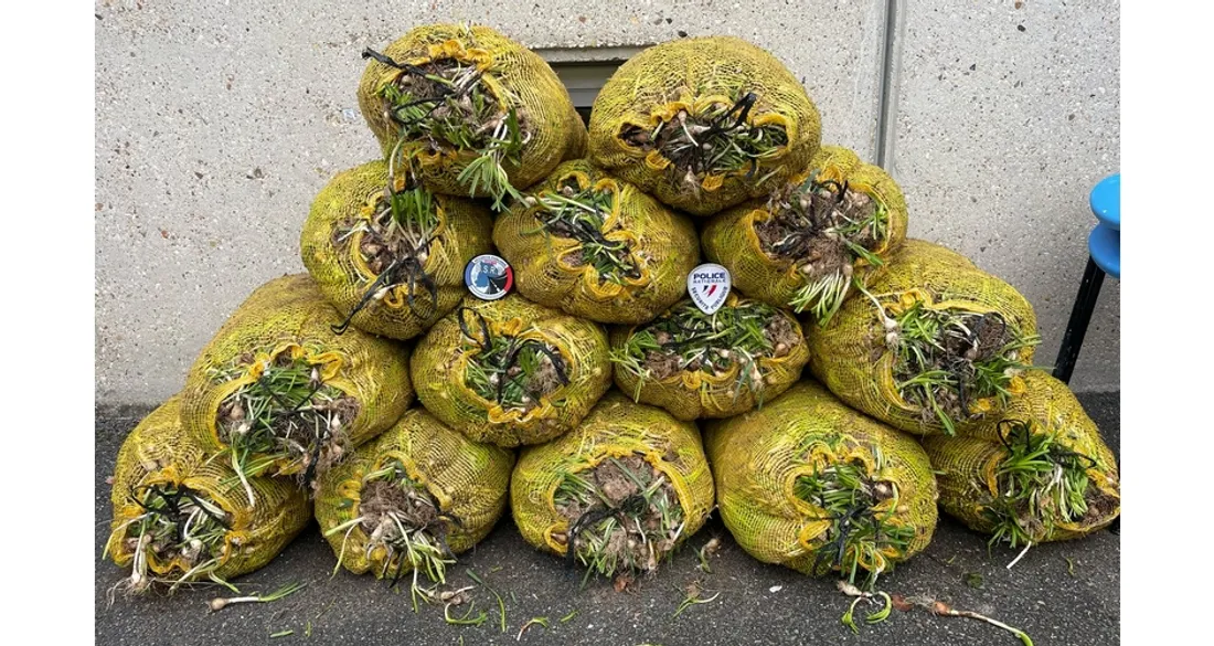 Sacs de bulbes de jonquilles confisqués
