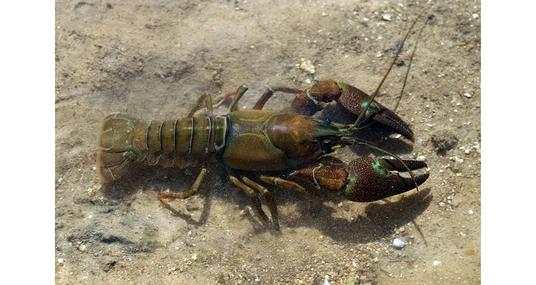 Ecrevisse de Californie