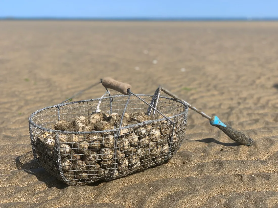 Coquillages baie de Somme