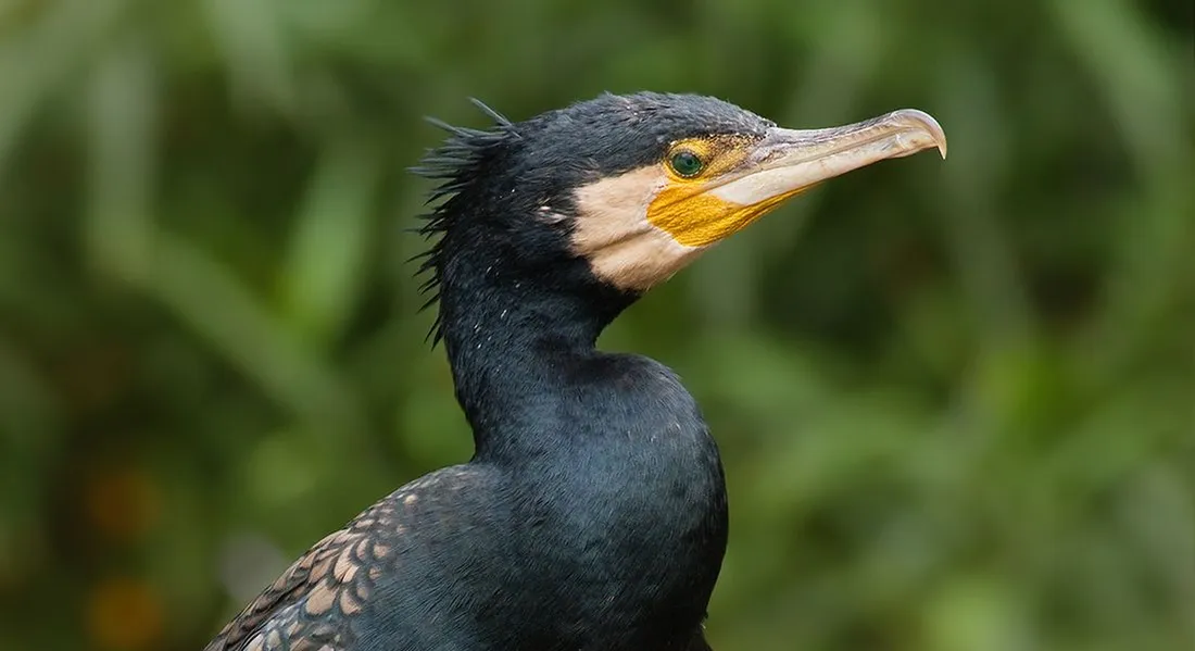 Grand cormoran