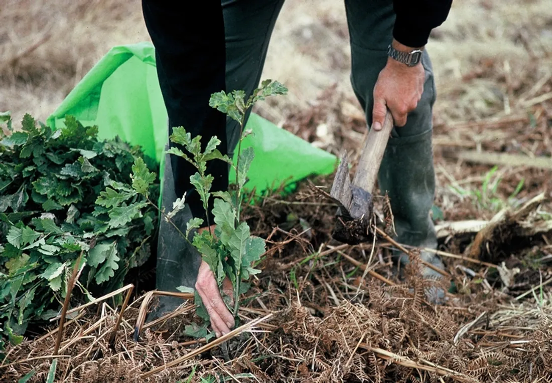 Plantation de chênes