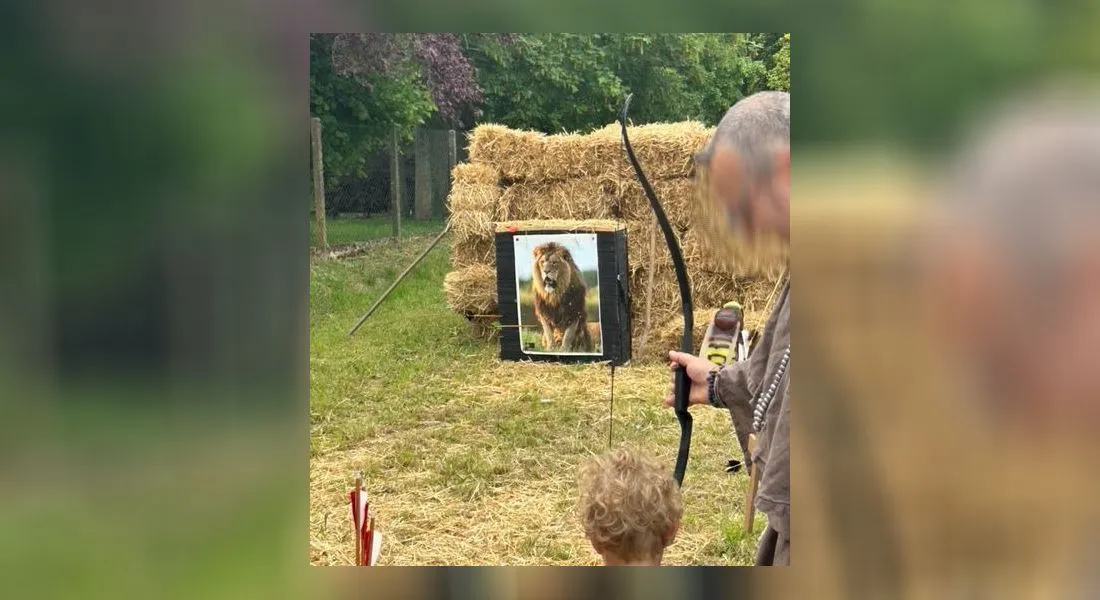 Image de Lion en guise de cible