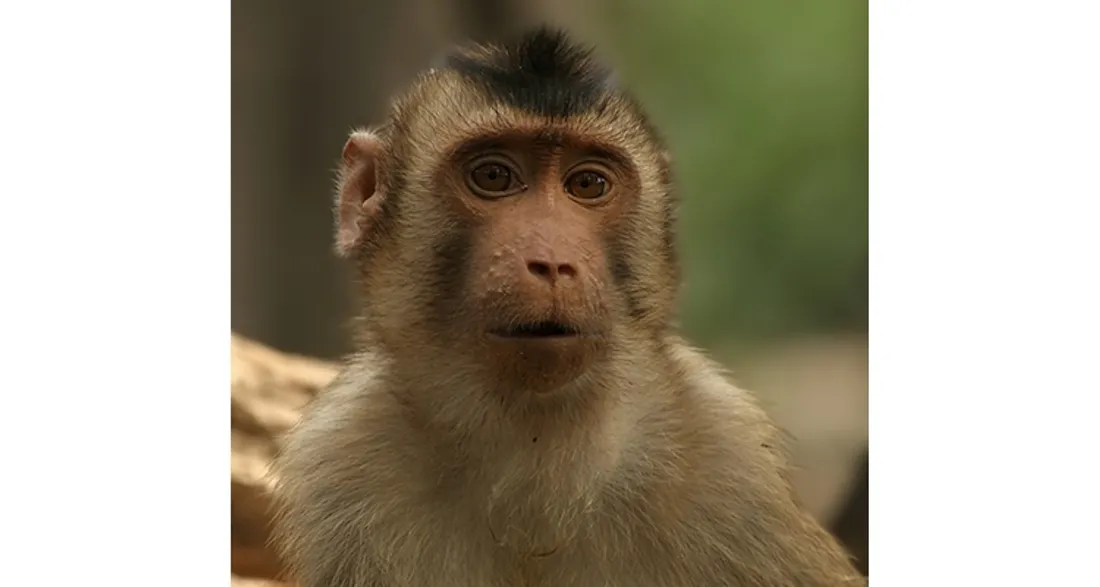 Un macaque