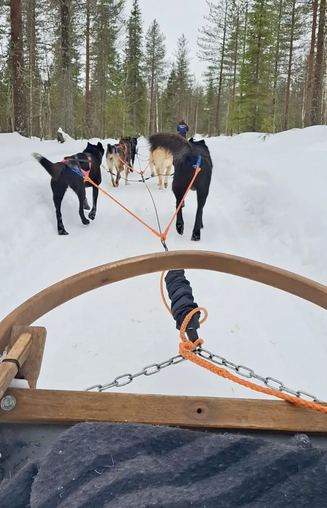 Chiens de traîneau en Laponie