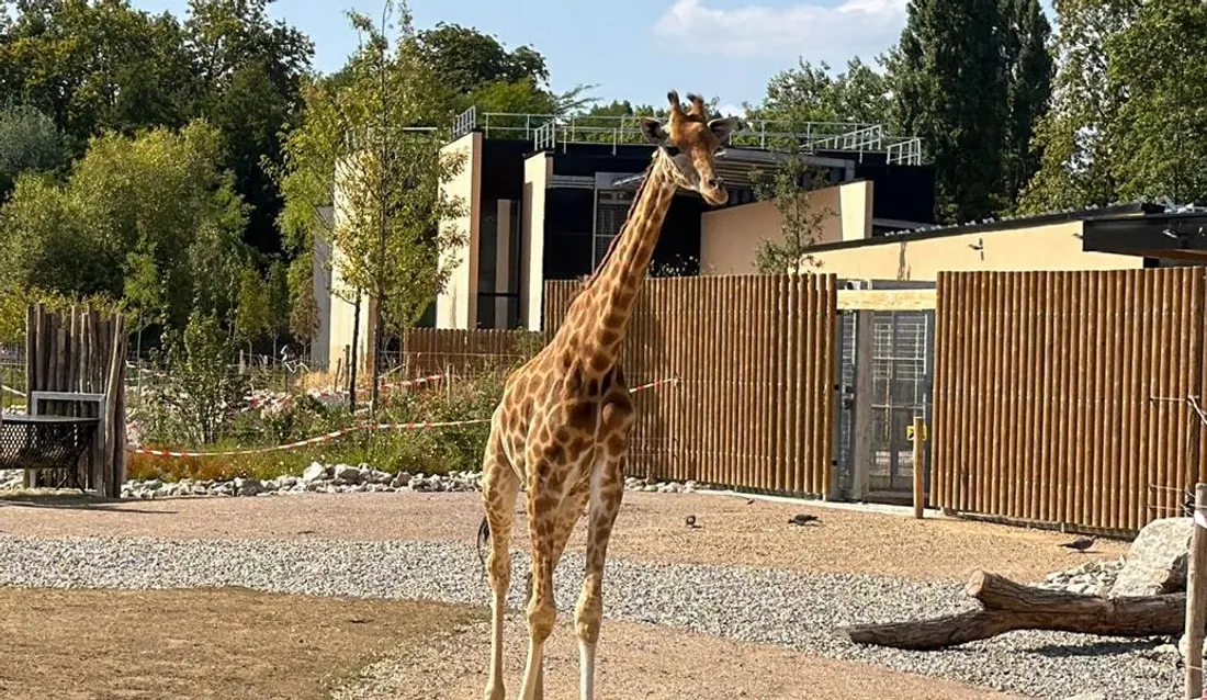GIrafe au zoo d'Amiens