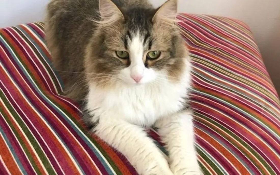 Neko, le chat écrasé par un train en gare Montparnasse