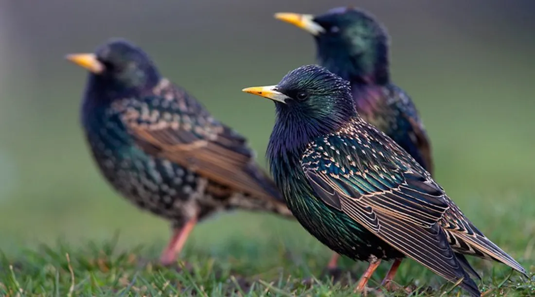 Étourneau sansonnet