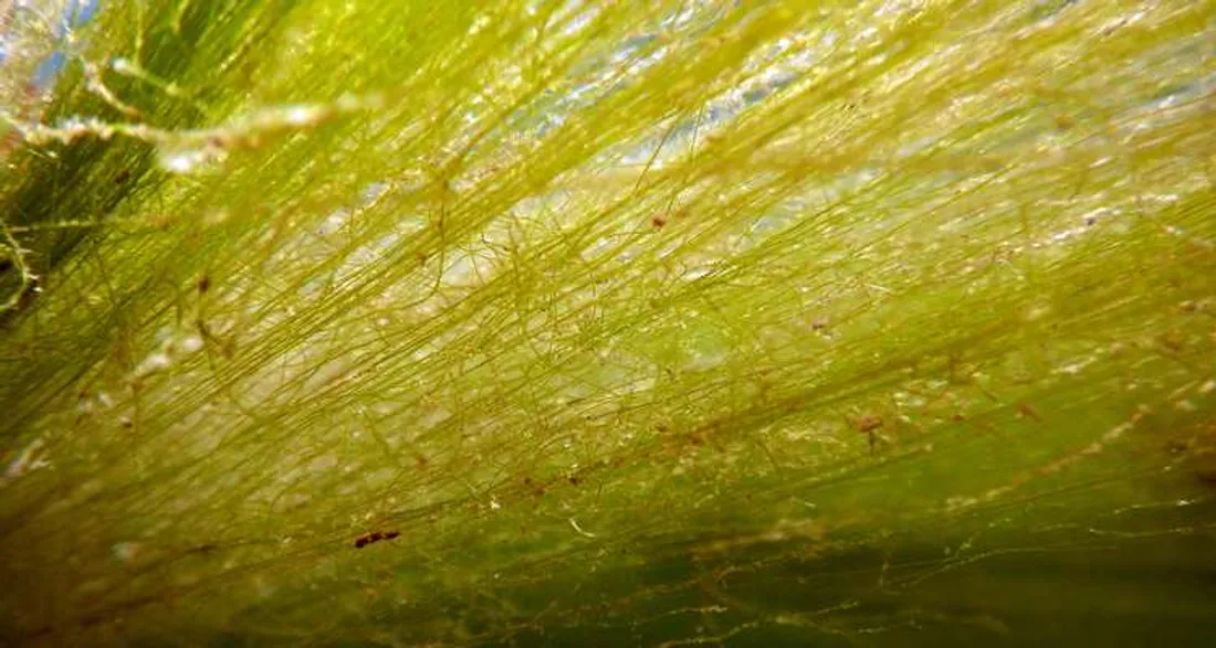 Algues filamenteuses