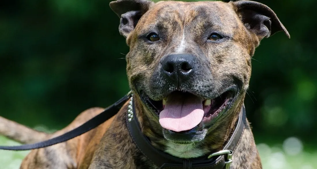 American Stafforshire terrier