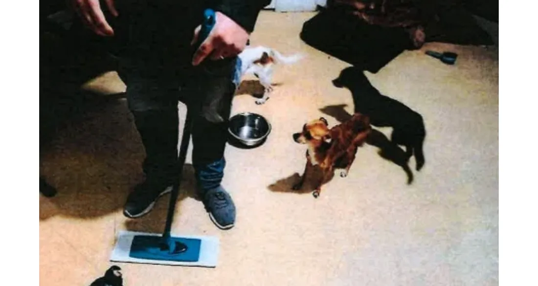 Chien secourus à Marcoussis