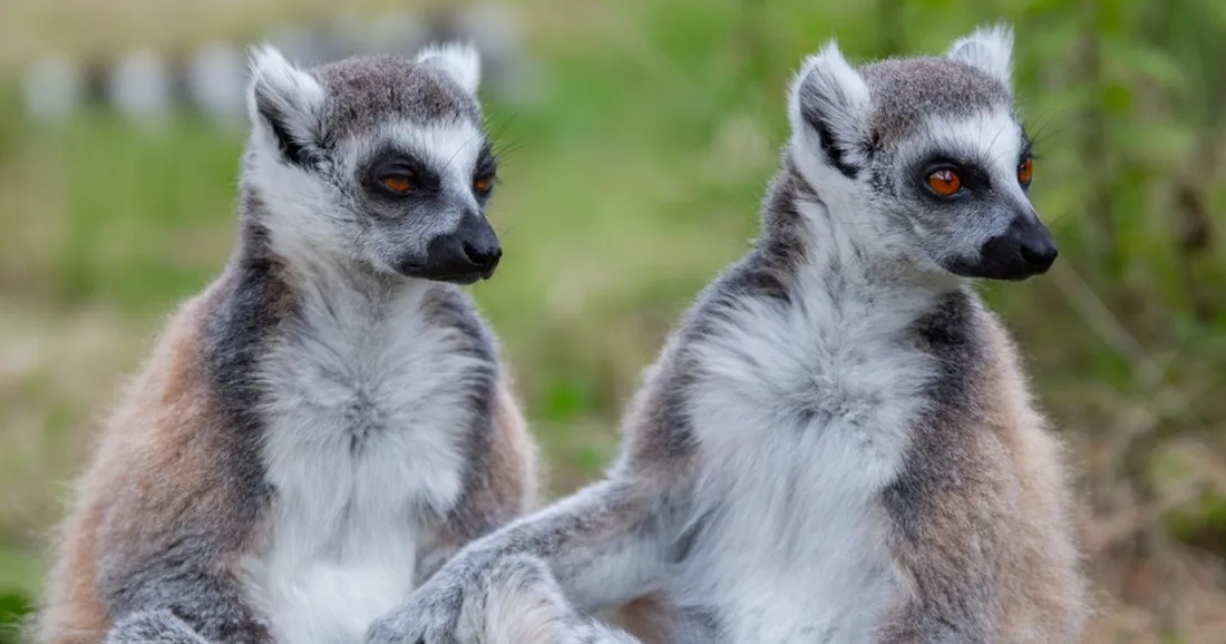 Animaux au zoo de Thoiry