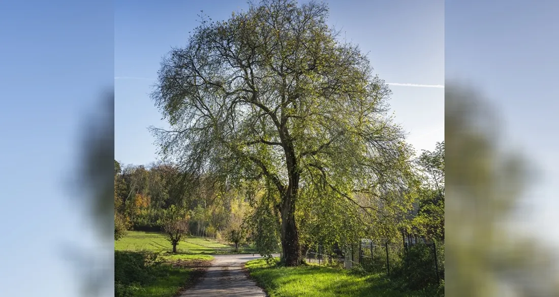 Orme de Crouy-sur-Ourcq
